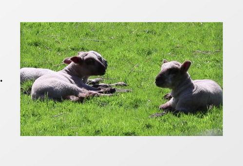 小羊爆料最新视频下载,精彩瞬间不容错过！